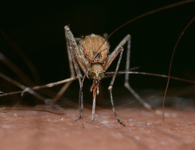 蚊子吸血后的寿命，蚊子吸血后会死吗？