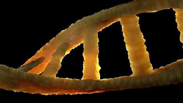 动物DNA与人类DNA有什么区别，人与动物的本质区别是？